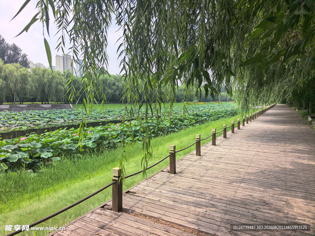 湖畔柳荫下的木栈道美景