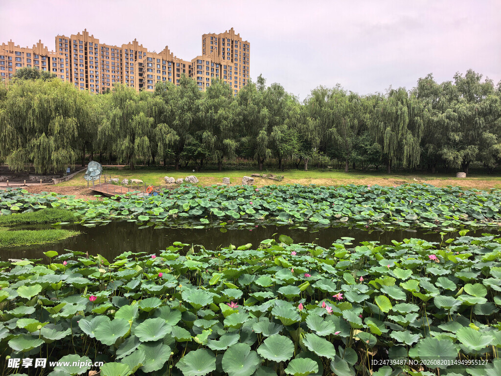 湖畔荷叶景观