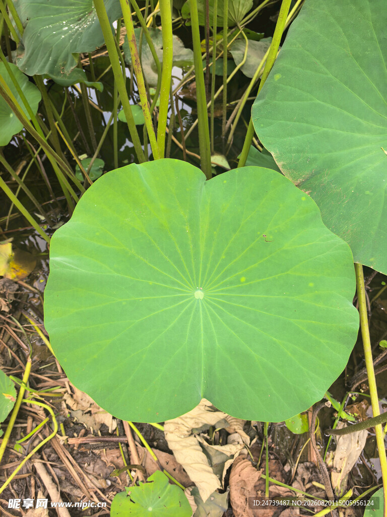 翠绿荷叶特写