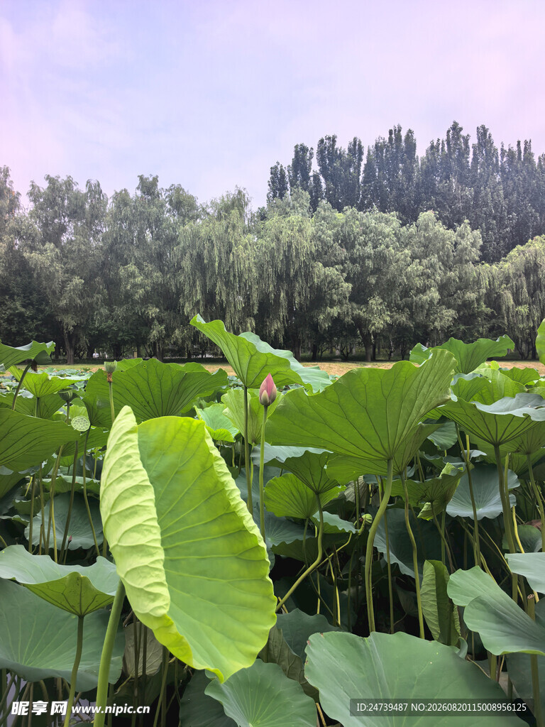 夏日荷塘美景