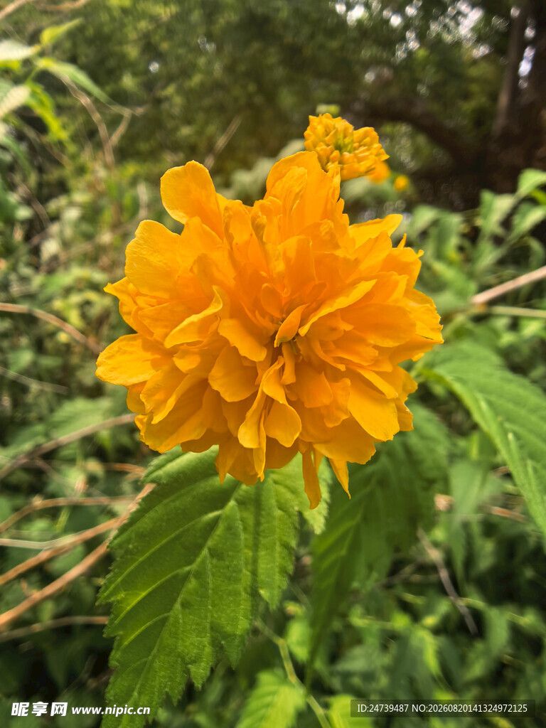 绽放的黄色棣棠花
