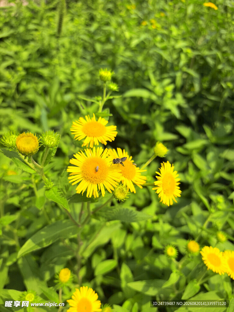 黄色小菊花