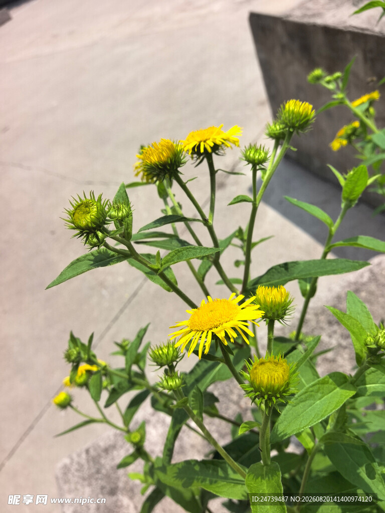 黄色小菊花绽放于绿植间