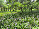 林间繁茂花草景观