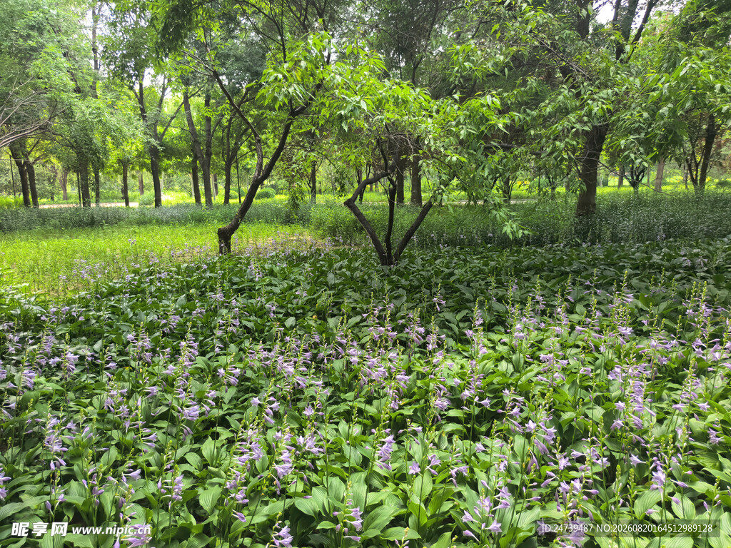 林间繁茂花草景观