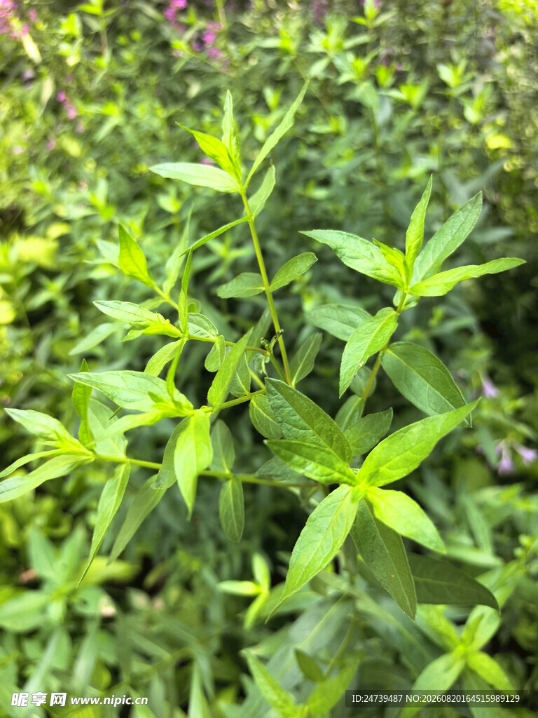 嫩绿植物生机勃勃