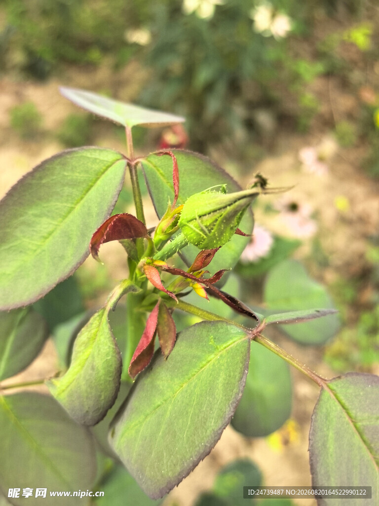 含苞待放的月季花