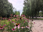 繁花绿树间的宁静步道