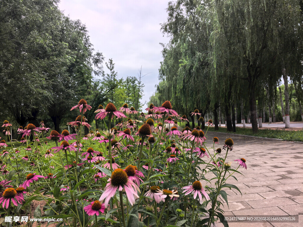 繁花绿树间的宁静步道