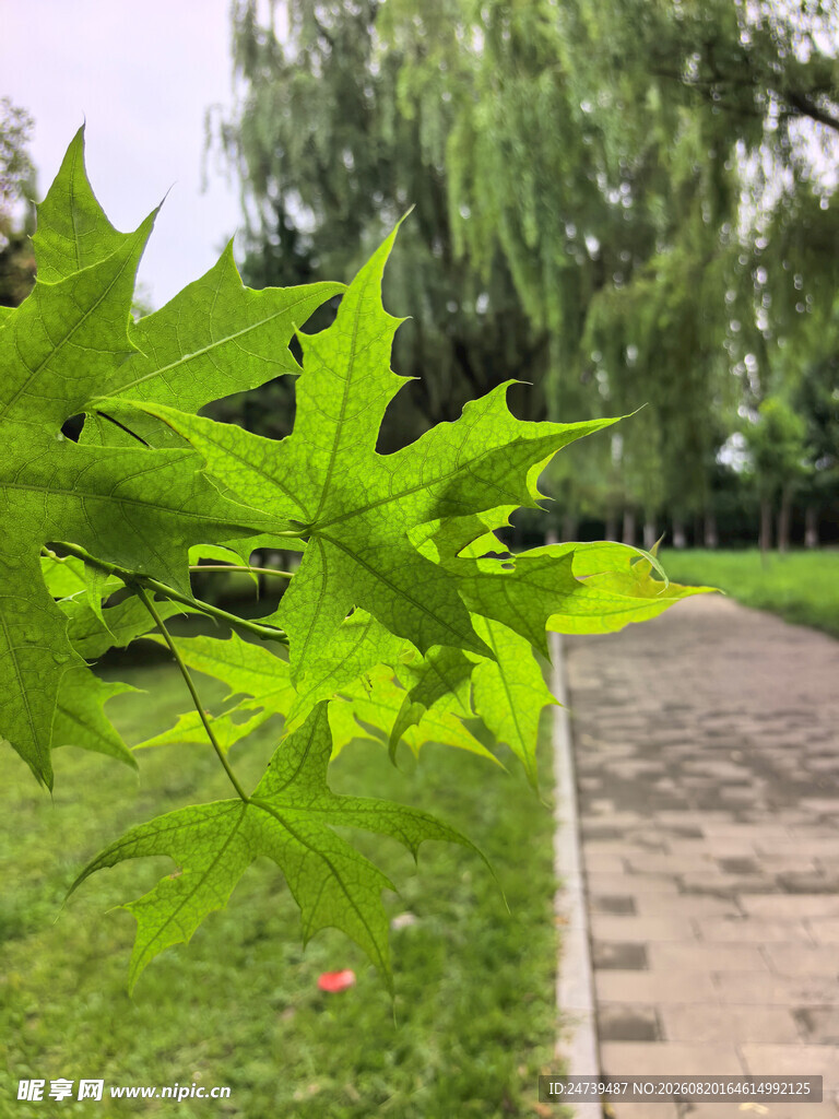 绿叶映衬下的林间小径