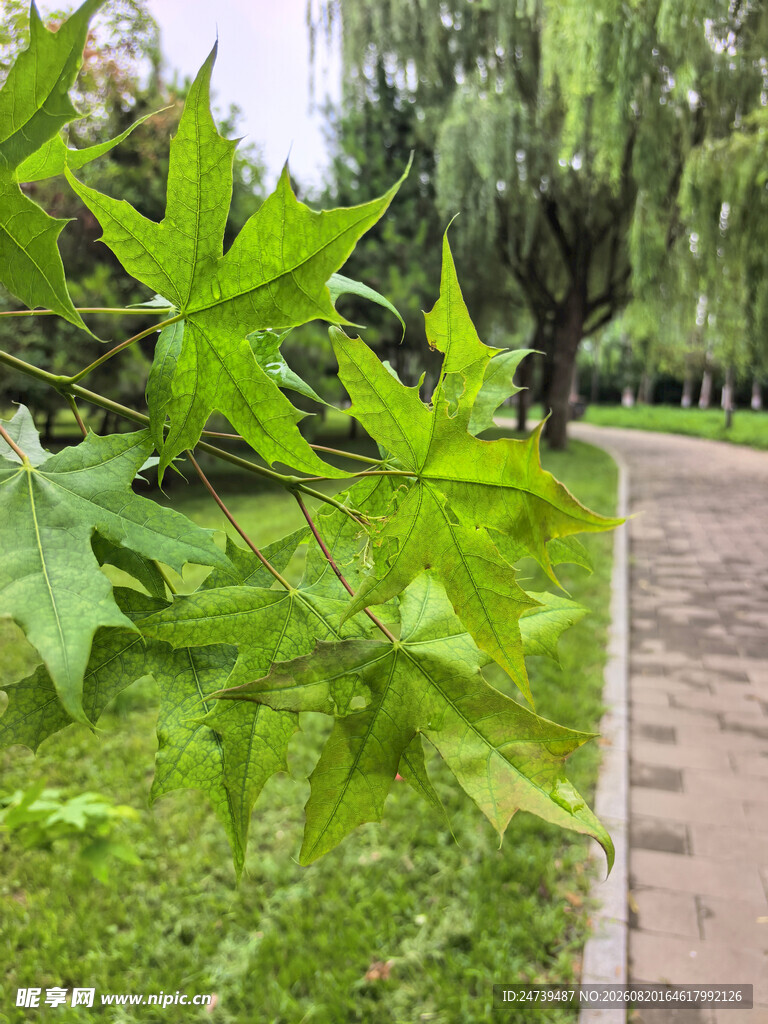 路边翠绿枫叶与葱郁树木