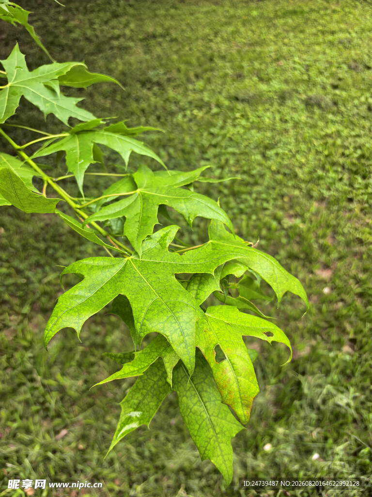 嫩绿枝叶