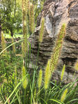 石旁狗尾草自然野趣景