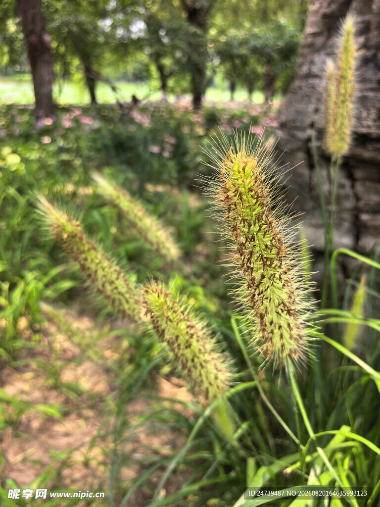 田园间的狗尾草景观