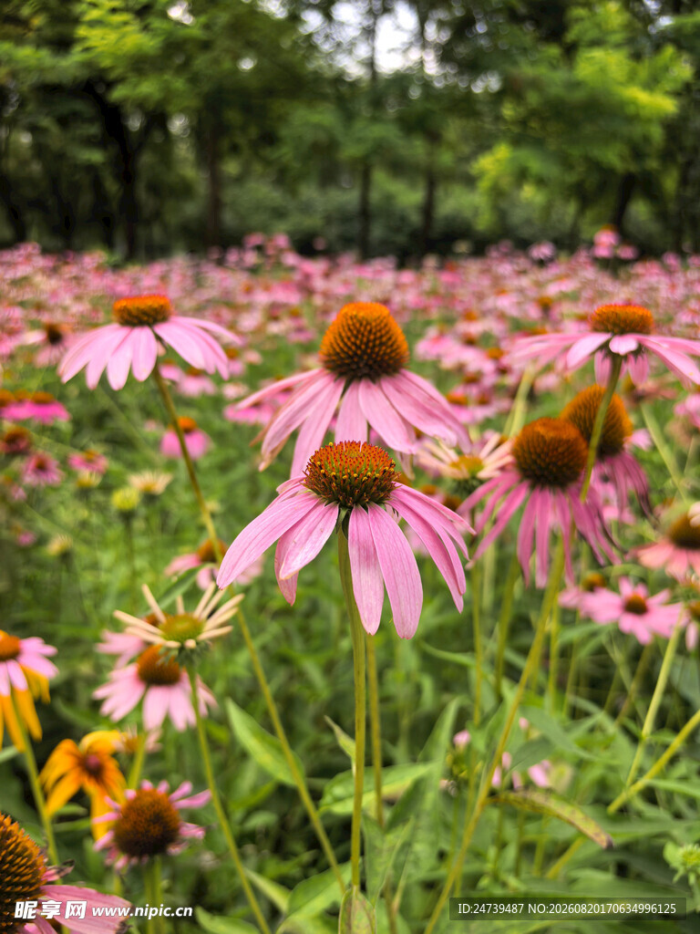 粉色松果菊花海美景