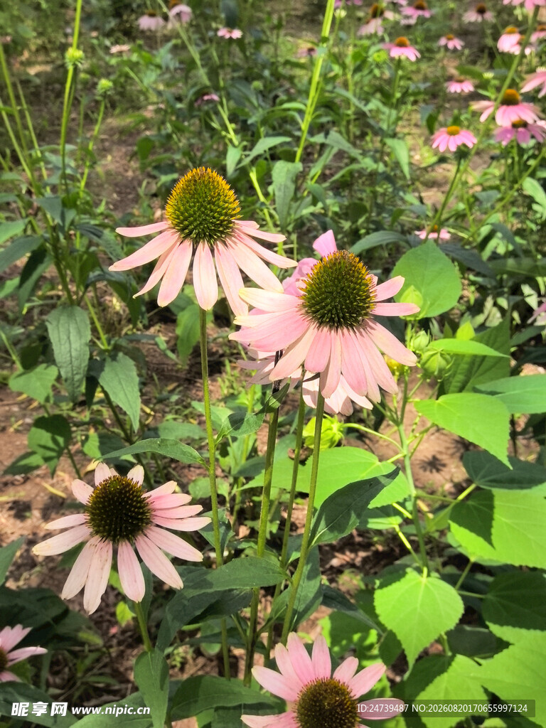 美丽松果菊绽放于绿野