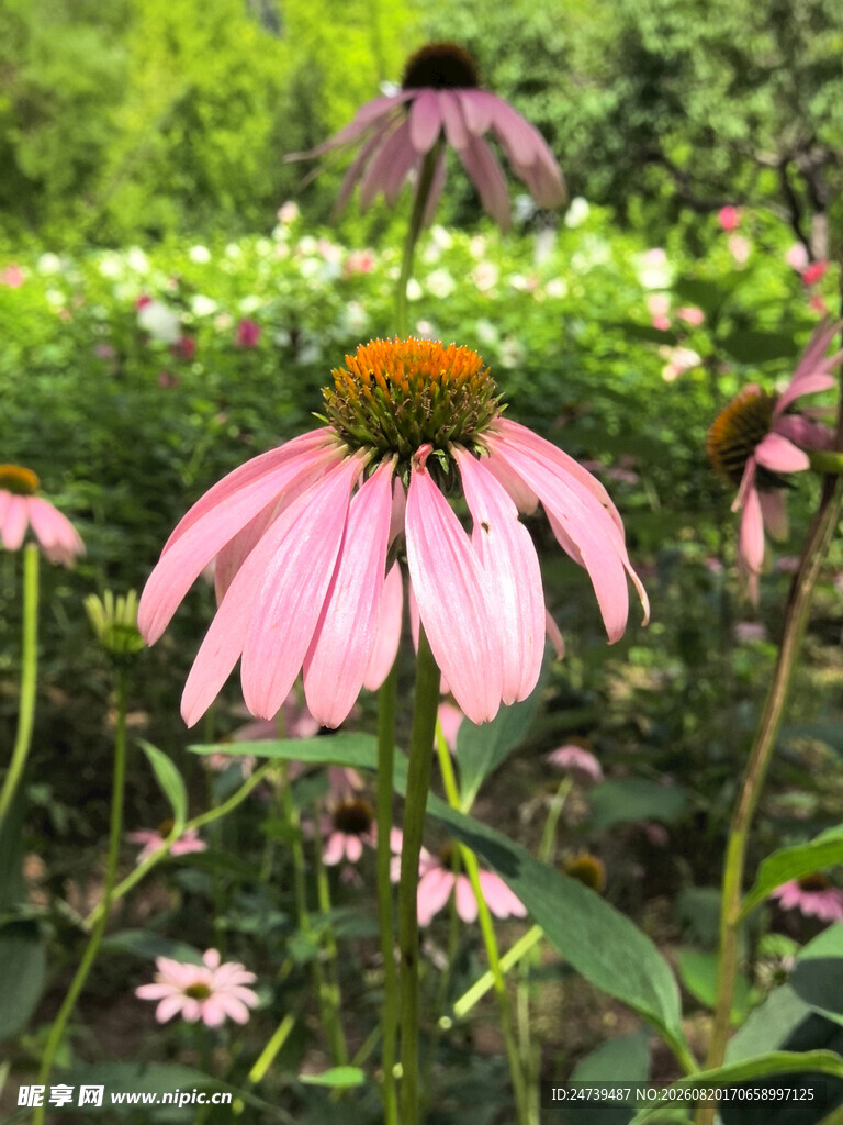 粉色松果菊绽放于绿野