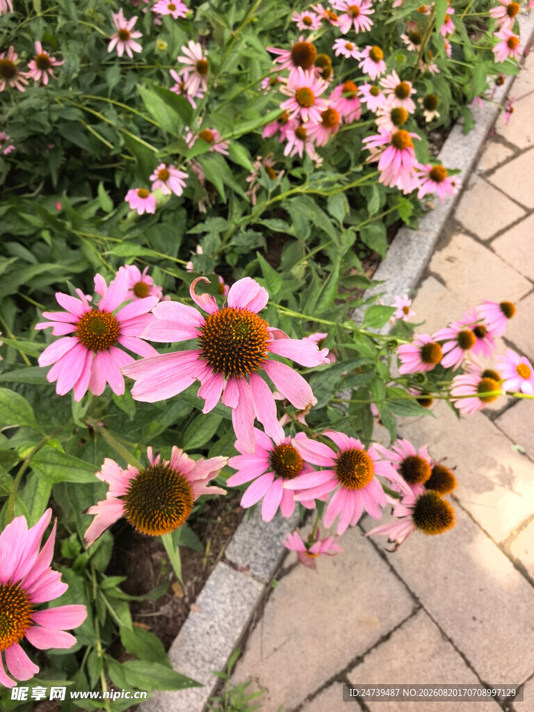 路边绽放的美丽松果菊
