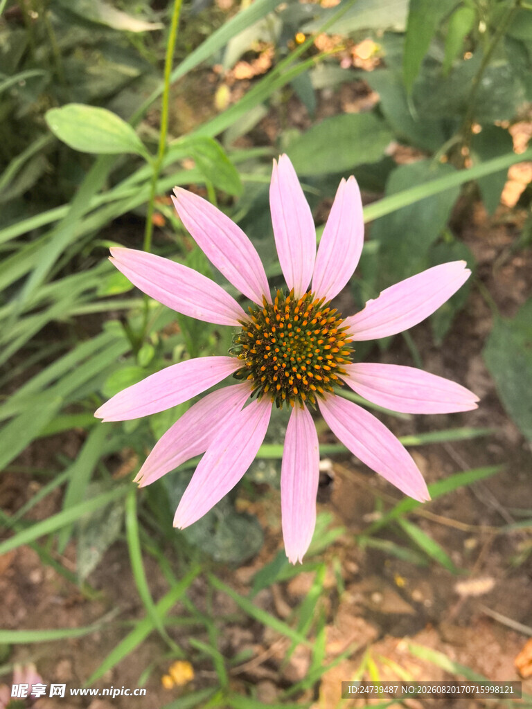 粉色松果菊特写