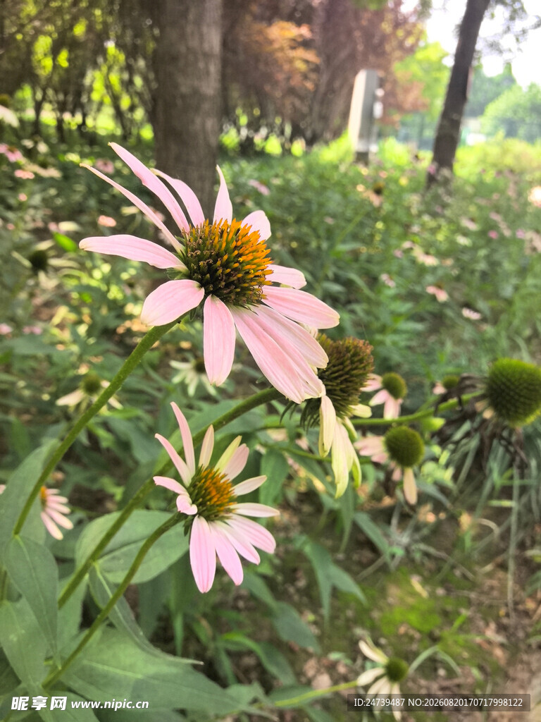 林间绽放的美丽松果菊