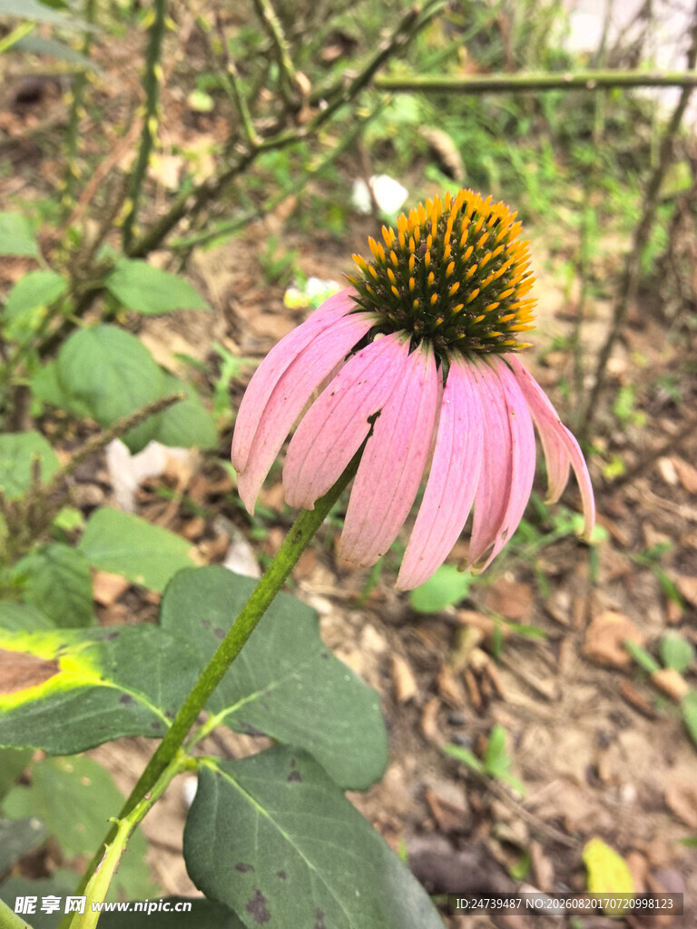 粉色松果菊绽放于绿野