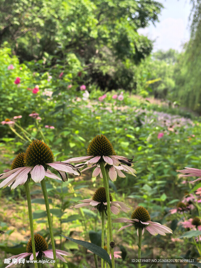 夏日花园中的美丽紫锥菊