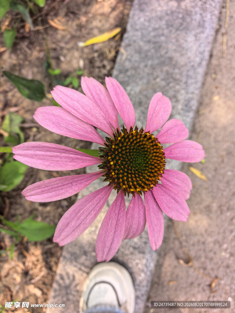 脚边的粉色松果菊