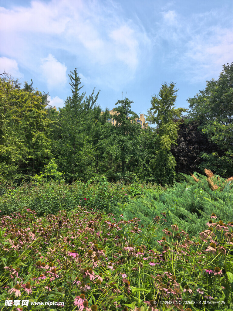 繁花绿野间的自然景致