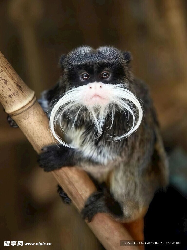 皇柽柳猴