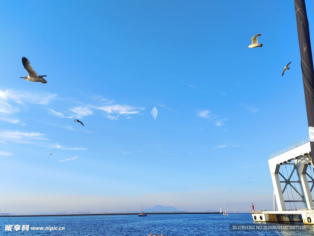海边码头飞鸟蓝天美景