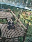 熊猫于木平台悠闲进食