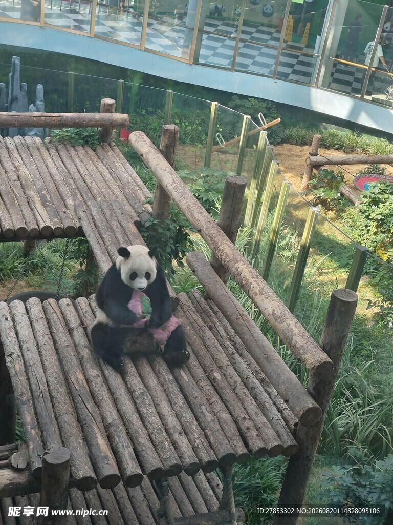 熊猫于木平台悠闲进食