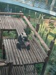 熊猫在木质平台上休憩