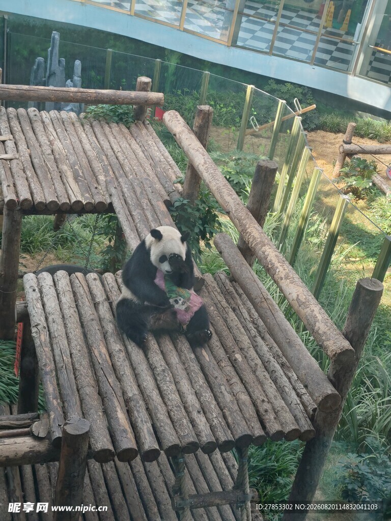 熊猫在木质平台上休憩