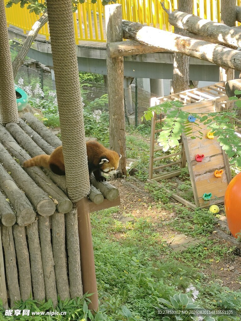 小熊猫栖息于木架之下