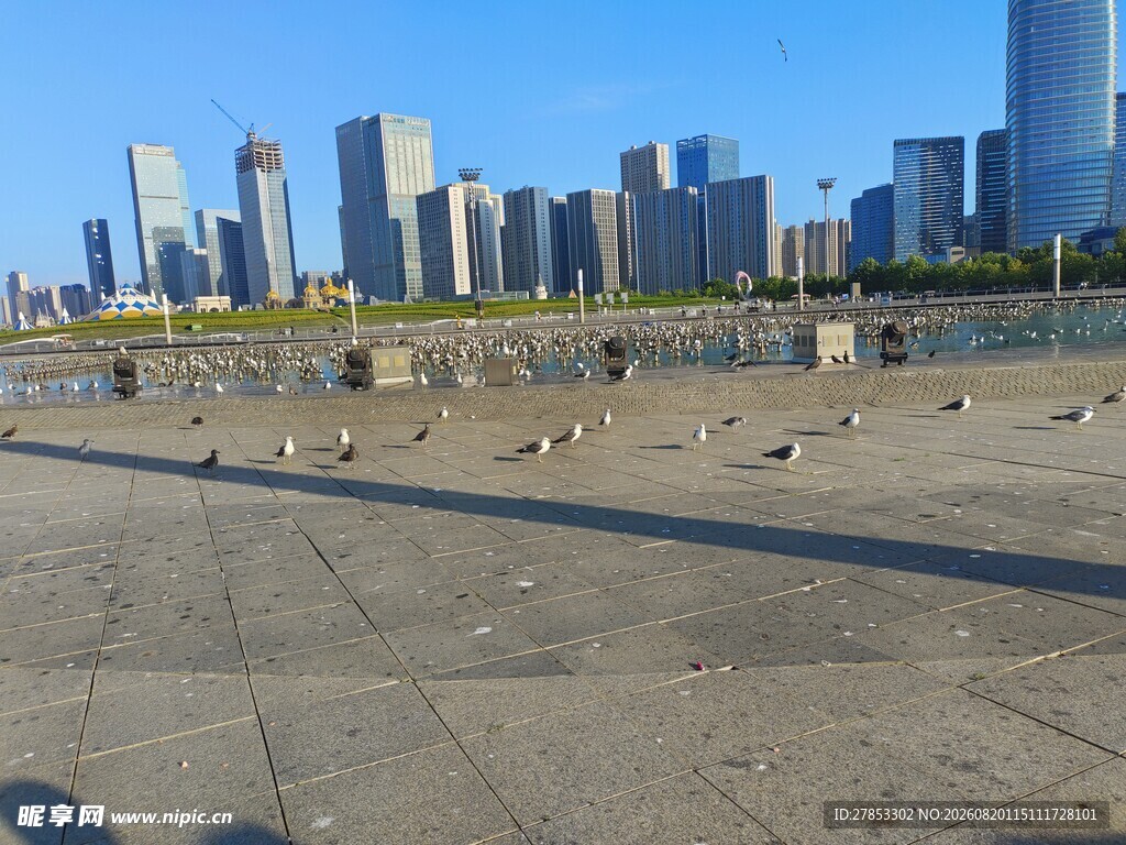 城市广场上的鸽子与高楼