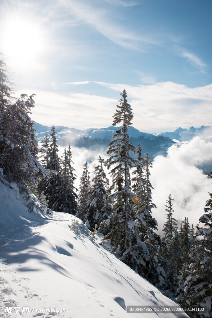 雪山松林间的壮丽景致