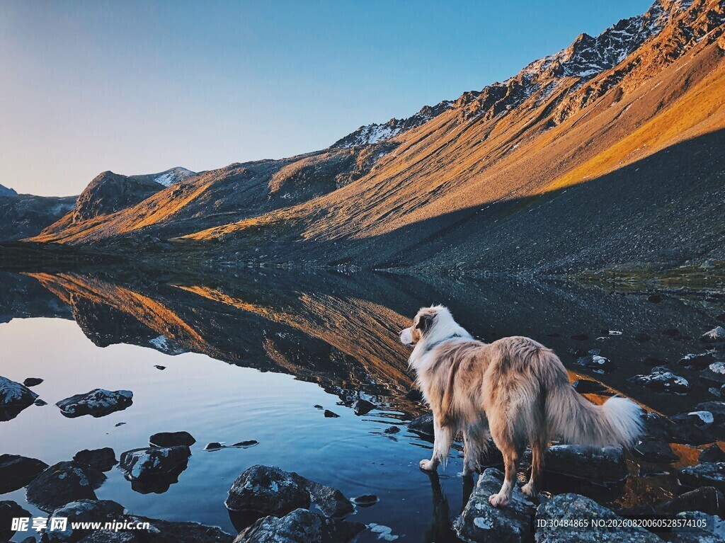 湖畔孤犬