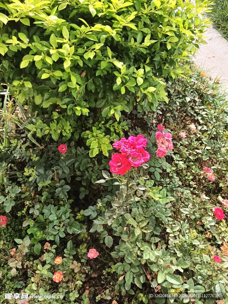 月季花
