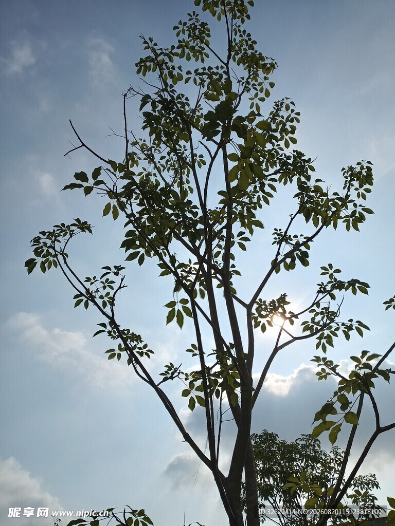 蓝天绿树