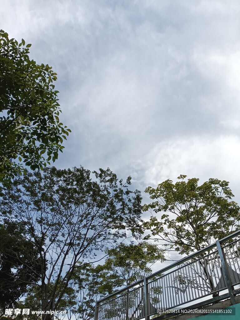 蓝天白云下的绿树