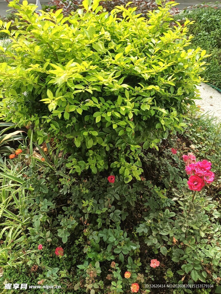 月季花