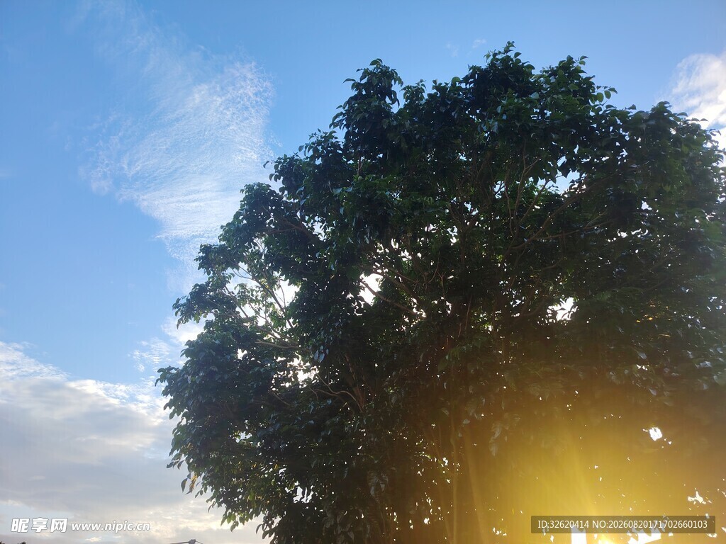 夕阳下的繁茂大树