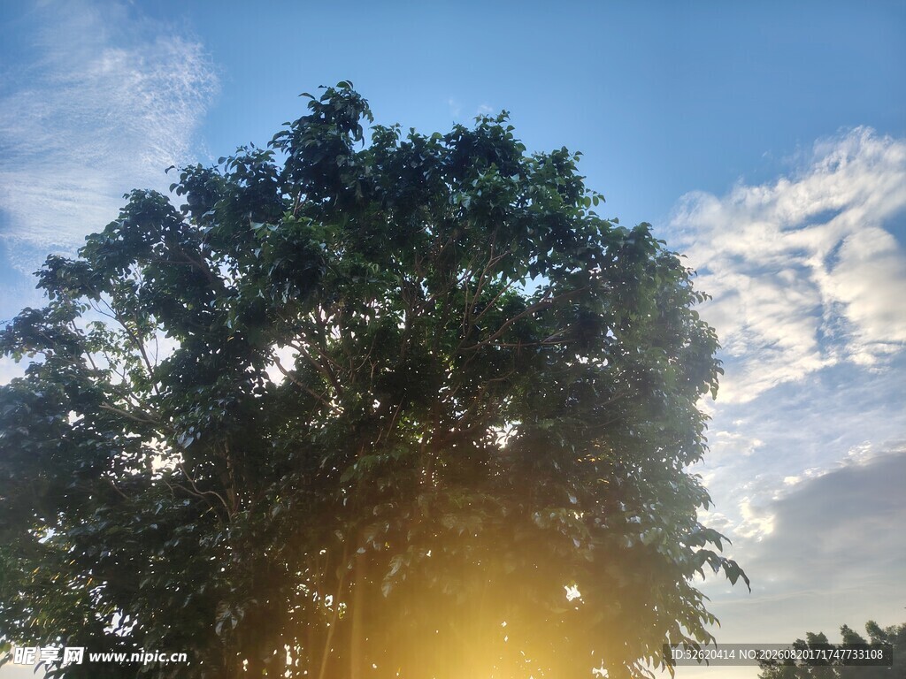 夕阳下的繁茂大树