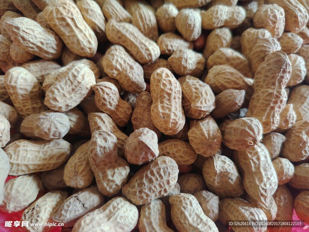 饱满花生堆
