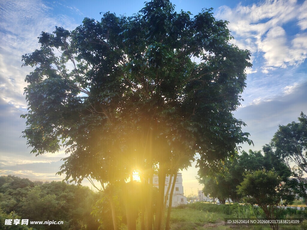 夕阳下的大树美景
