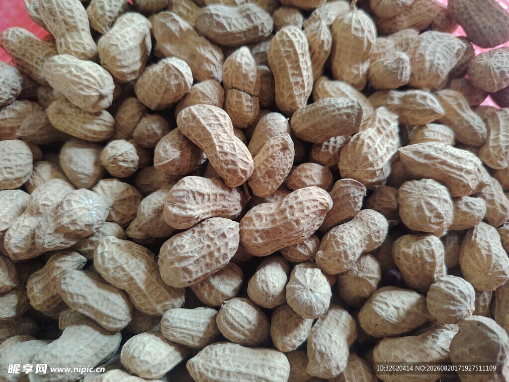 饱满花生堆