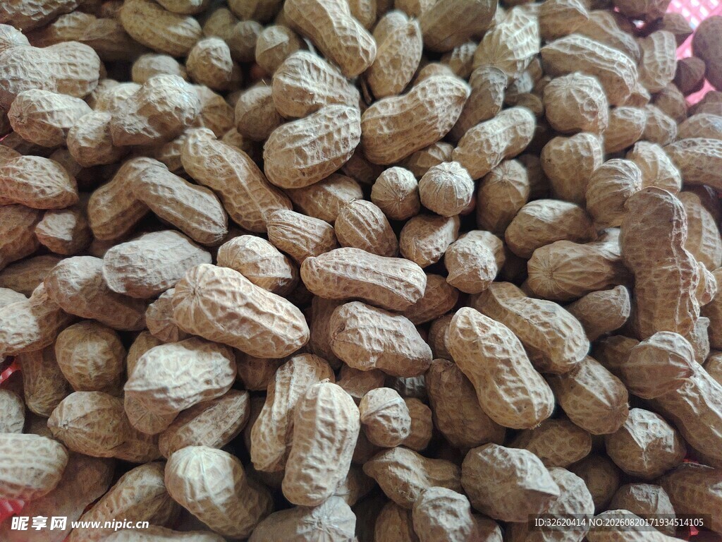 饱满花生堆