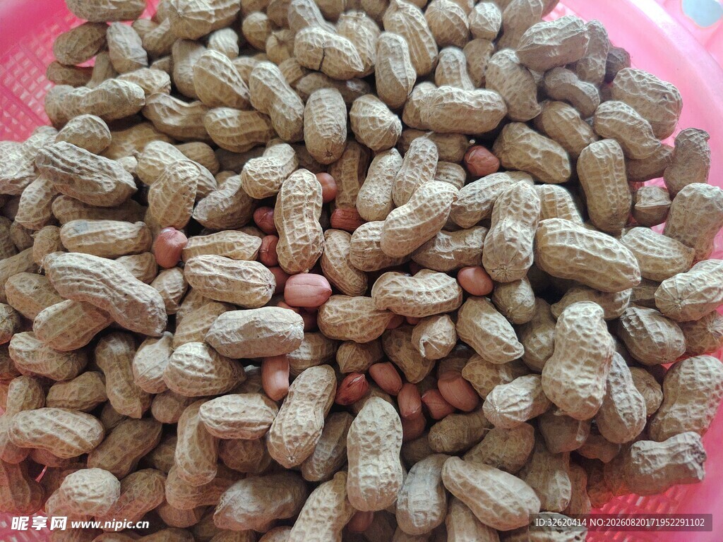 饱满花生堆