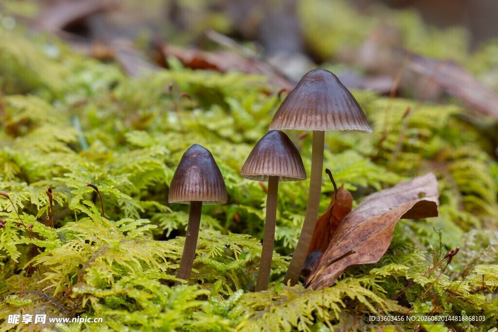 苔藓间的小巧蘑菇